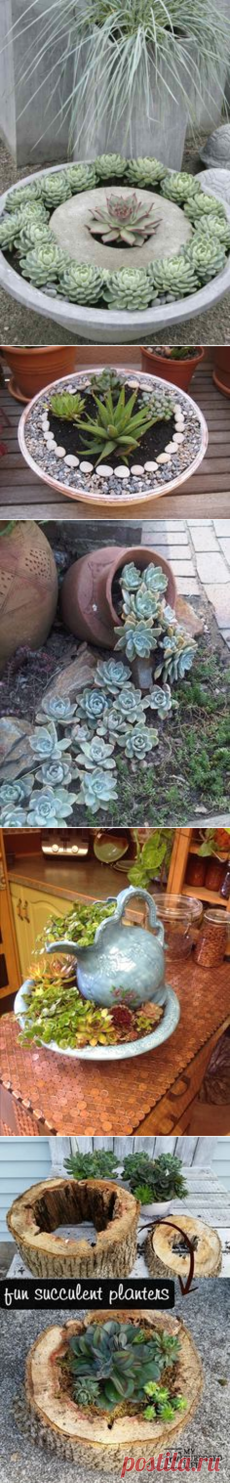 Succulent planters | Garden Ideas/Flowers ETC