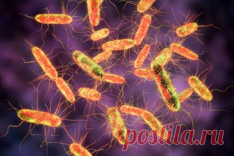 What Is Salmonella? Salmonella causes one of the most common bacterial infections in the U.S. It affects the intestinal tract and may lead to diarrhea, vomiting and nausea.