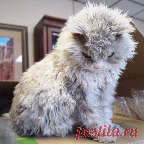 A Beautiful Scowling Curly-Haired Cat