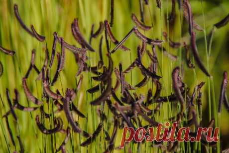 Бутелуа — декоративный и неприхотливый злак вашего сада. Фото — Ботаничка