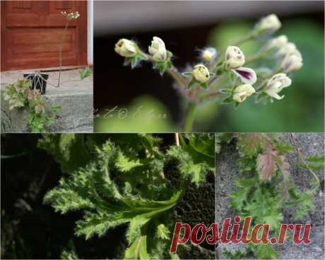 Species hybrids | Pelargonium – Edgar's site