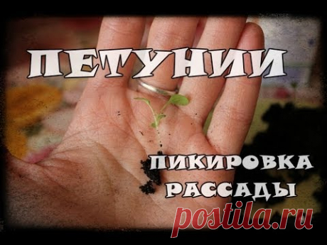 Пикировка рассады петунии