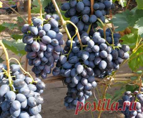 Топ 5 лучших сортов винограда | Виталий Декабрев | Яндекс Дзен