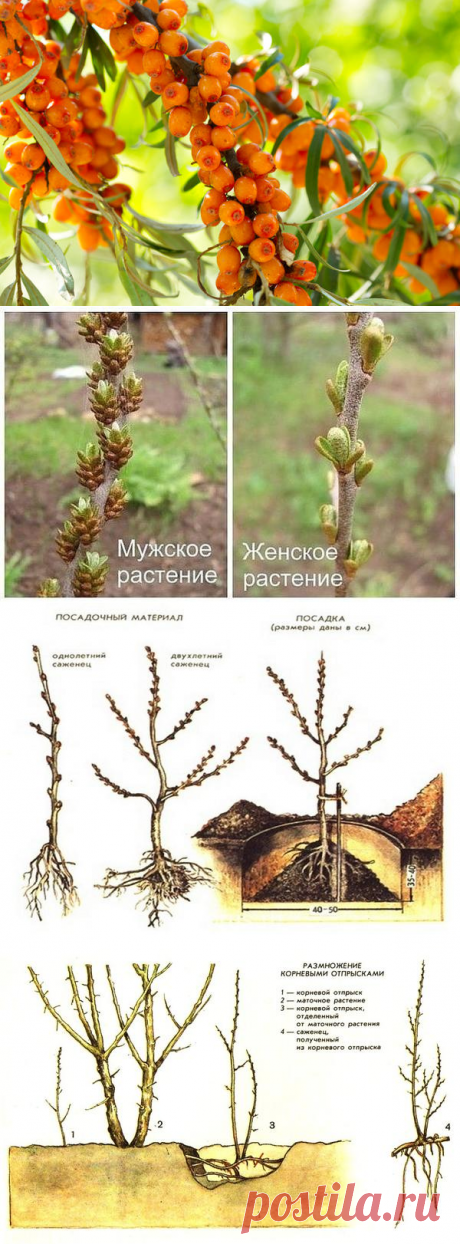 Облепиха: посадка, выращивание, уход