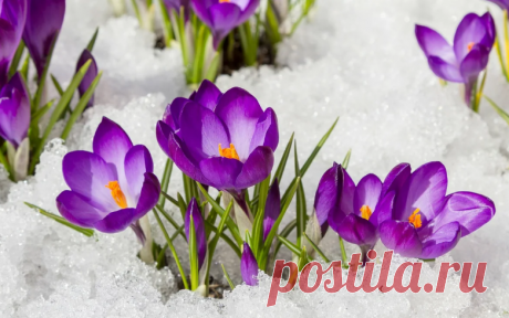 С первым днем весны 1 марта 2021 года: красивые открытки, картинки Первый день весны отмечается 1 марта 2021 года, и это прекрасный повод, чтобы поздравить близких людей и отправить им картинку и открытку.