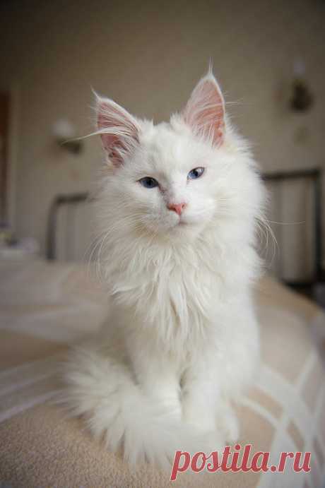 Maine Coon