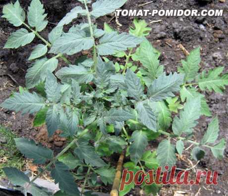 Почему желтеют листья у помидоров в теплице | Выращивание томатов на дачном участке
