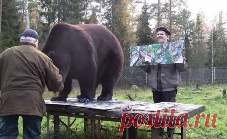 Медведь делает невероятно крутые абстракции не хуже современных художников
