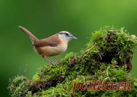 Carolina Wren Explore Elizabeth Wildlife's photos on Flickr. Elizabeth Wildlife has uploaded 740 photos to Flickr.