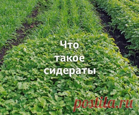 Что такое сидераты