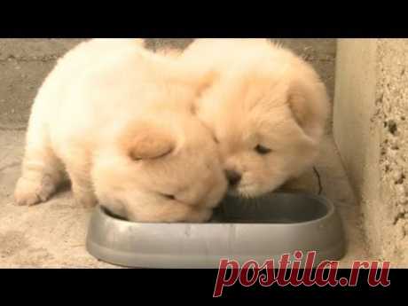 Chow Puppy Won't Share His Food - YouTube