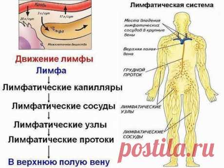 Лимфа — живая вода нашего организма
Лимфатическая система – одна из самых сложных и хитро устроенных систем человека. Это система вывода ядов из организма, особенно бактериальных и грибково-паразитарных ядов простейших. Практически от этой системы зависит иммунитет человека, а иммунитет – это Жизнь! С лимфатической системой мы обращаемся самым непотребным образом – а с нею нужно обращаться только «на Вы»!
При нарушении функций лимфатической системы до 83% вредных веществ скапливается в межклет