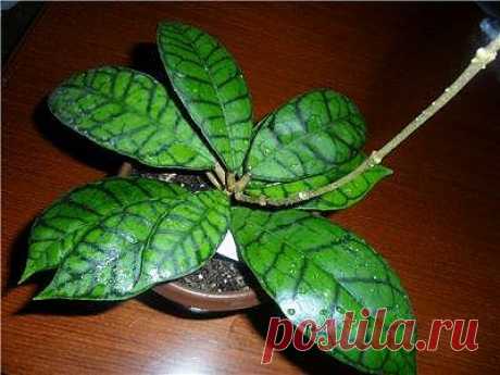 Hoya callistophylla