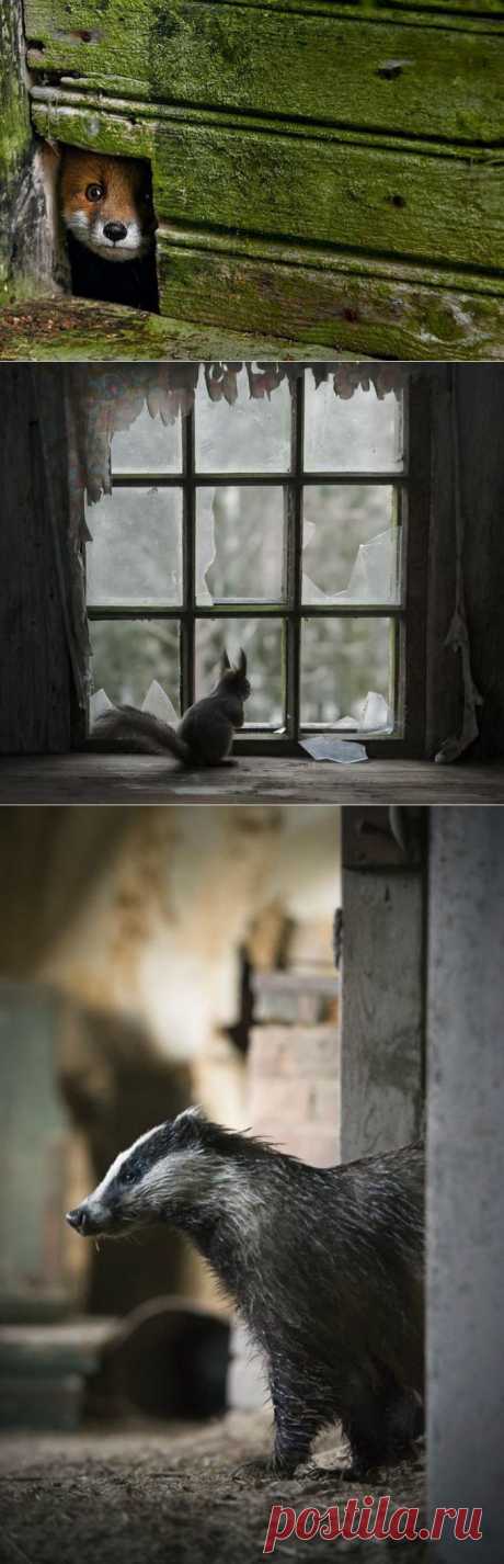 Животные в заброшенных домах (23 фото) - Fishki.Net | Остальные Картинки