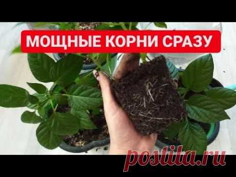 КАК УВЕЛИЧИТЬ корни РАССАДЫ в первую неделю роста