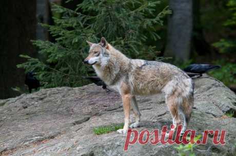 Europäischer Wolf (Canis lupus europaeus) - C - Naturbild-Galerie: Wolf (Canis lupus) - Fokusnatur Naturfotografie