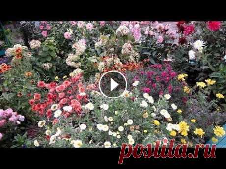 Неприхотливые МНОГОЛЕТНИКИ, цветущие все Лето В этом видео всего лишь часть красивых и самых неприхотливых цветов многолетников, которые украсят ваш сад без ваших хлопот...