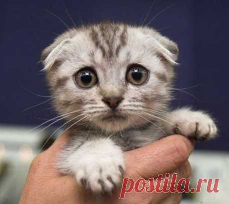 Самые грустные коты (фото) / Питомцы