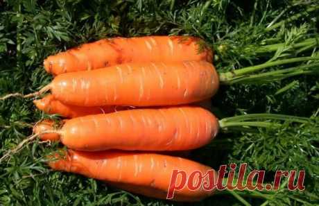 Сочные, сладкие сорта моркови - моя находка | Записки огородницы | Яндекс Дзен