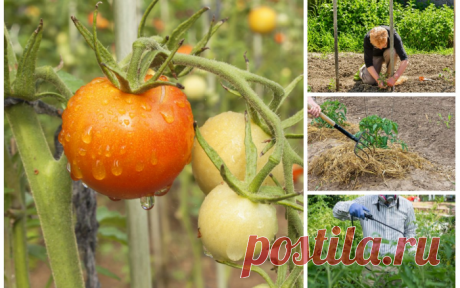Вырастить хороший урожай томатов в холодное и дождливое лето – это реально!
