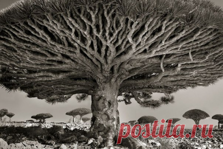 Фотограф из Сан-Франциско Бет Мун (Beth Moon) объездил всю планету, чтобы сфотографировать вековые деревья, которые так же стары, как и наш мир. Он посвятил работе 14 лет и сделал 60 удивительных снимков могущественных деревьев во всем мире. Вот небольшая часть его работ