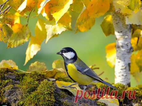 Осенние птицы - подборки фотографий