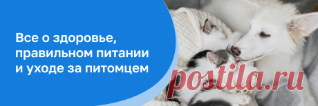 И кошкам, и собакам: рассказываем о полисе от Petstory | Petstory | ПромоСтраницы