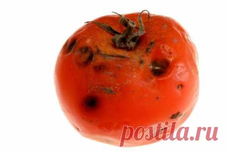 Профилактика фитофторы на помидорах народными средствами