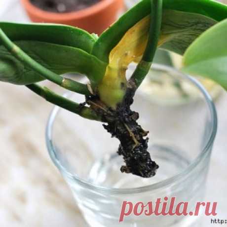 Как реанимировать орхидею, если сгнили корни - МирТесен