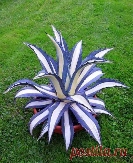 Agave americana "marginata"