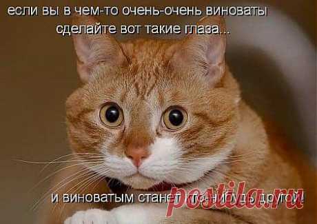 Группа: Котизм