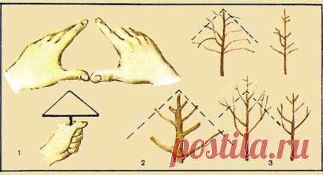 ОБРЕЗКА САДОВЫХ ДЕРЕВЬЕВ

Яблони, груши и прочие плодовые культуры дают обильный урожай, пока молодые. С возрастом их плоды заметно мельчают, а сами растения чаще болеют. Но отчаиваться не стоит – вернуть деревьям былую силу можно с помощью обрезки. И делать ее лучше всего в феврале.
Омолаживающая обрезка убивает сразу трех зайцев: плоды становятся крупнее, урожайность увеличивается на 20–60%, повышается морозостойкость деревьев и к тому же их проще обрабатывать от болезне...
