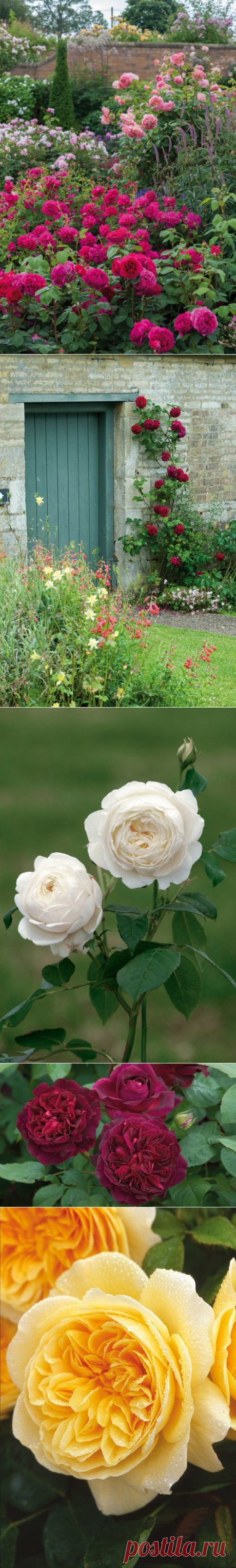 David Austin Roses: Go Ahead, Dream a Little — B. B. Barns Garden Center & Landscape Services