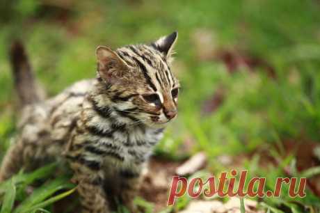 Азиатский леопардовый кот (АЛК): 30 фото, цена, описание