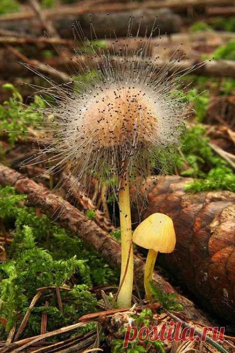 Mycena Epipterygia