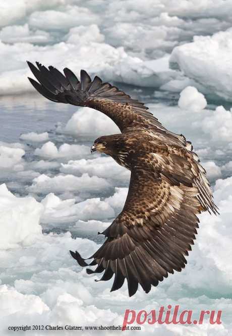 White-tailed Sea Eagle | Birds of a Feather...