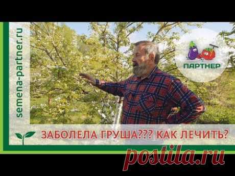 ЗАБОЛЕЛА ГРУША??? Как лечить?