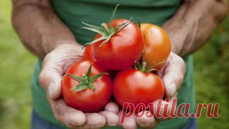 Перспективные сорта томатов.