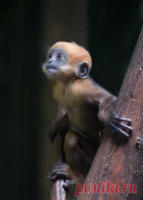 Leaf monkey | Wildlife