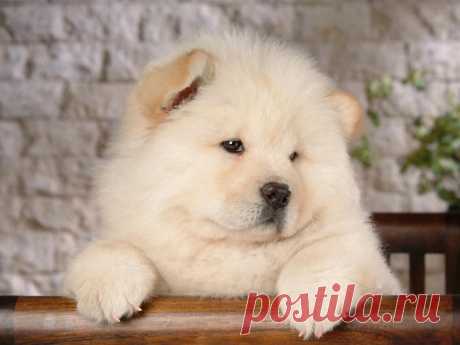 Puppy Chow Chow Wallpapers