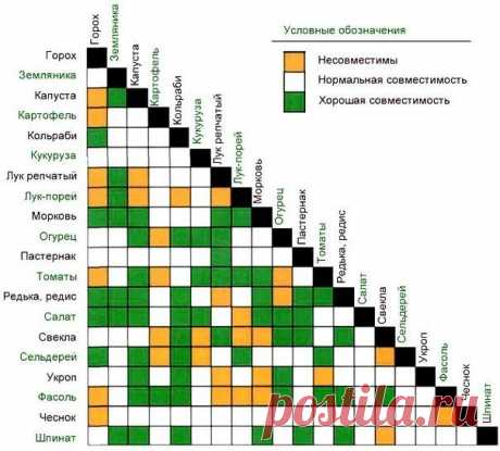 Таблица совместимости растений на грядке