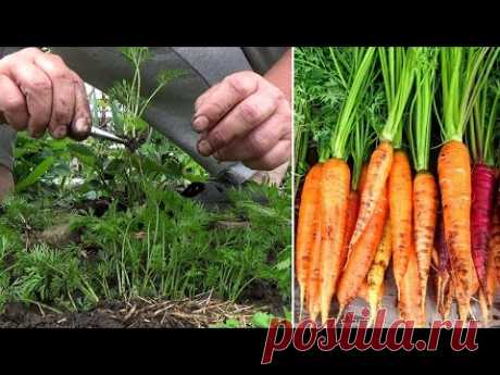 Выращивание моркови без ошибок  Все мои секреты  про  хороший урожай моркови