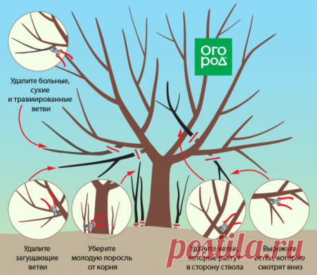 Обрезка вишни и черешни осенью – советы для начинающих в картинках | Вишня, черешня (Огород.ru)