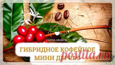 Гибридное кофейное мини дерево Coffea Arabica
Получите удовольствие от свежего ароматного кофе прямо из своего сада. Наслаждайтесь растением, которое не только украсит ваш интерьер, но и даст вам неповторимый кофейный урожай!  | поделки из кофе
