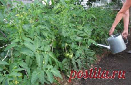 Удобрения для помидоров в теплице: при посадке и после высадки