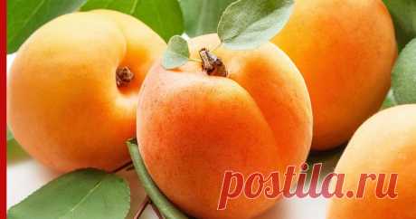 Мифы о еде: польза и вред абрикосов, сколько их можно есть в день, как выбрать вкусные Абрикосы – одни из самых популярных летних плодов, их любят многие. Но далеко не все могут выбрать действительно вкусные и спелые. Многие избегают абрикосов