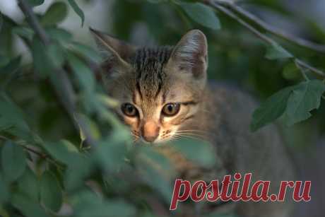Кот Маленький Кошачий - Бесплатное фото на Pixabay