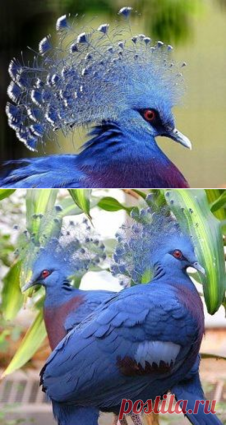 Венценосный голубь- красивая и редкая птица . Вес  достигает полтора килограмма, а длина примерно 70 сантиметров