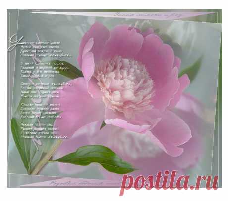 Плейкаст «Запах лимона и роз.... ПИОН» Автор плейкаста: Primula. Тема: Любовь. Когда: 14.04.2016.
