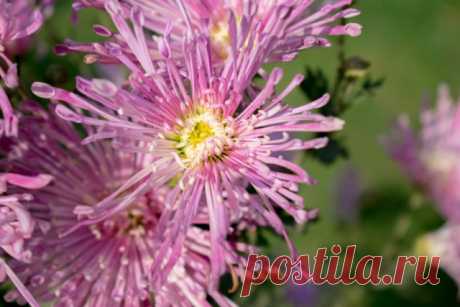 Крупноцветковая хризантема: 10 восхитительных сортов